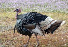 Meet Tom and Hen and the facts of turkey life wild turkey