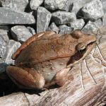Spot early spring amphibians wood frog