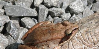 wood frog