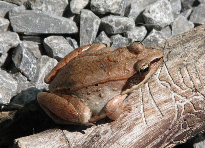 wood frog