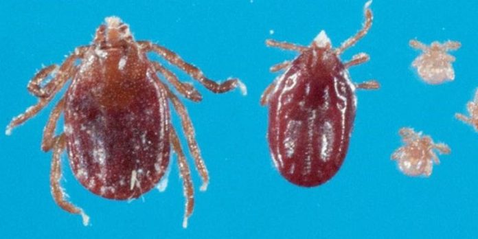 longhorn tick longhorn tick