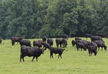 Pa. farmers can win $10,000 for conservation efforts beef cattle on pasture