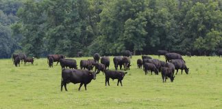 Pa. farmers can win $10,000 for conservation efforts beef cattle on pasture