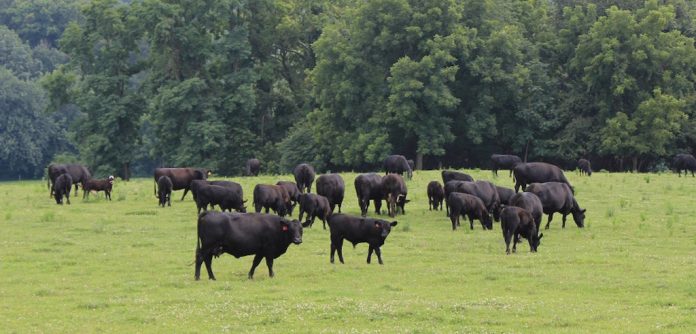 beef cattle on pasture beef cattle on pasture