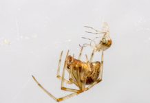 Don’t kill the spiders in your home spiders