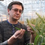 CRISPR technology can speed up crop improvement CRISPR-CAS wheat