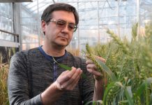 CRISPR technology can speed up crop improvement CRISPR-CAS wheat