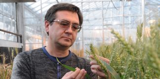 CRISPR-CAS wheat