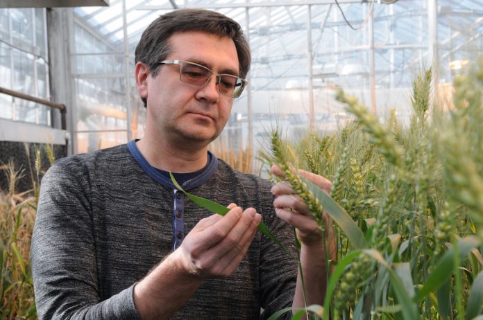 CRISPR-CAS wheat