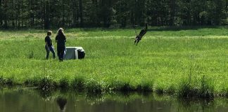 Eagles find new homes at the Pymatuning Reservoir Juvenile eagle