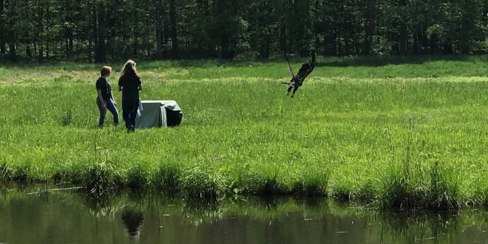 Juvenile eagle Juvenile eagle