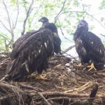 Eaglets