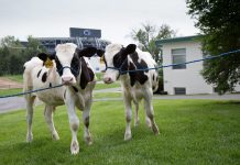 Much goes on behind the scenes of every county fair Penn State Holstein Calves