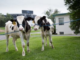 Penn State Holstein Calves