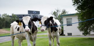 Penn State Holstein Calves