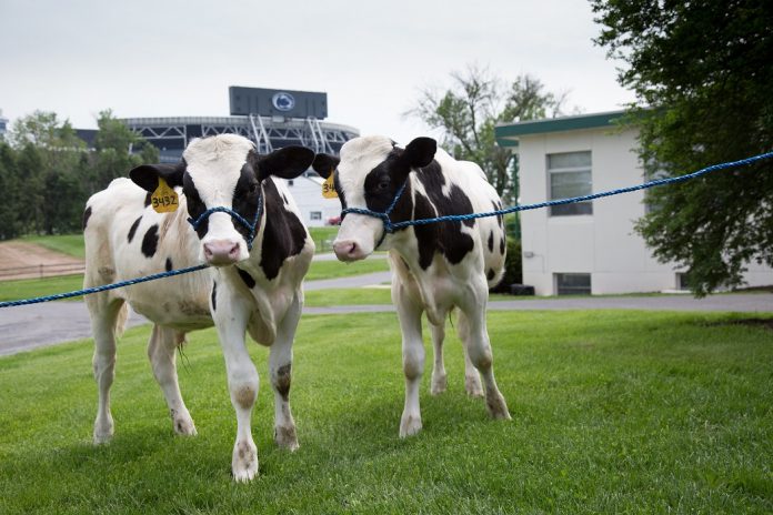 Penn State Holstein Calves