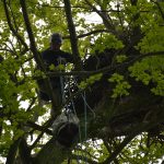 Foster eaglet being hoisted to nest