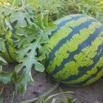How to grow watermelons in northern climates watermelon