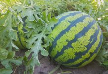 How to grow watermelons in northern climates watermelon