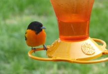 How to attract Baltimore orioles to your bird feeder Baltimore oriole