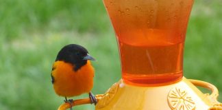 Baltimore oriole