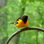 Meet the blackbird family oriole