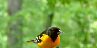 Meet the blackbird family oriole