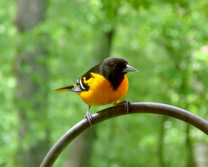 oriole