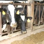 What we know — and don’t know — about avian flu dairy cows