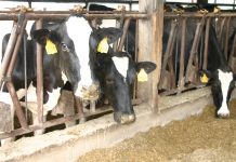 What we know — and don’t know — about avian flu dairy cows