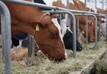 Changes to standard animal weights could affect Pa. producers cattle