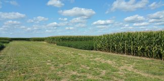 2 reasons to rotate crops: Yield and environment crop rotation