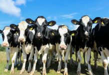 How many heifers do I need? heifers