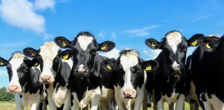 How many heifers do I need? heifers