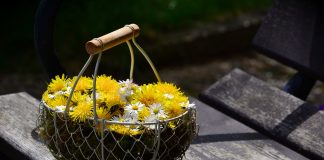 Celebrating Mother’s Day when your mom has passed away dandelion