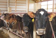 Dairy farmers regroup after drop letter Dairy cows