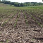 Grain traders argue about the numbers emerging corn