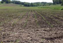 Long, hot weekend fuels strong grain markets emerging corn