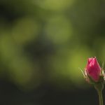 Mom was a hard worker, may she now rest in peace flower