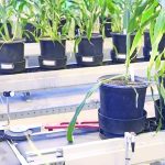 Purdue greenhouse conveyor creates uniform research Purdue University greenhouse conveyor