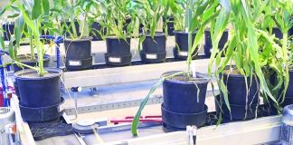 Purdue greenhouse conveyor creates uniform research Purdue University greenhouse conveyor