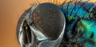 Book author is truly the Lord of the Flies fly