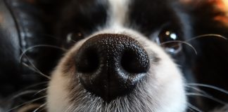 When dogs fly dog nose