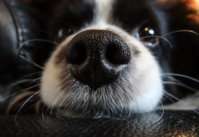 dog nose dog nose