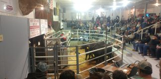 Ohio Cattlemen’s Replacement Female Sale set for Nov. 23 oca replacement sale