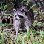 Killing nuisance wildlife raccoon