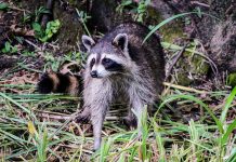 Killing nuisance wildlife raccoon