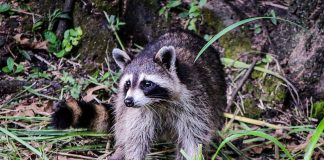 raccoon