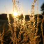 USDA reports could startle market wheat