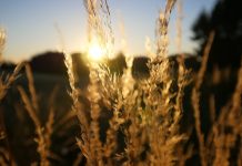 USDA reports could startle market wheat